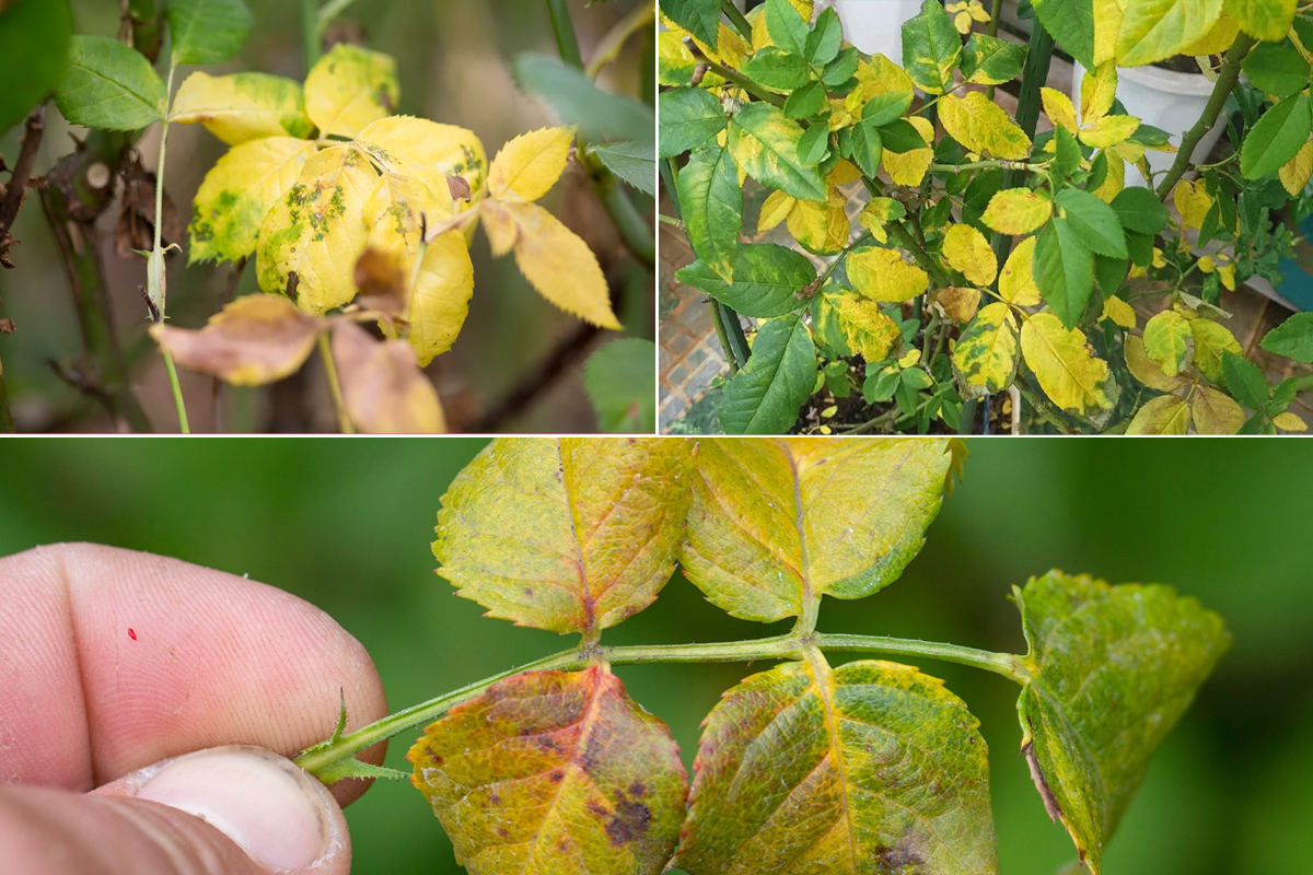 Cây trồng bị vàng lá phải làm sao? Nguyên nhân và cách xử lý hiệu quả tại nhà